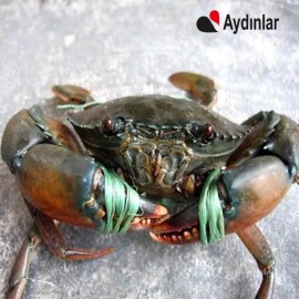 Thailand Soft Shell Crab / Large